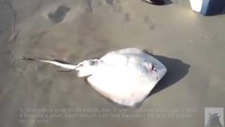 Sting Ray giving birth on a beach [upl. by Aylad]