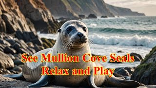 Seals of Mullion Cove The Ultimate Masters of Chill [upl. by Aniale]