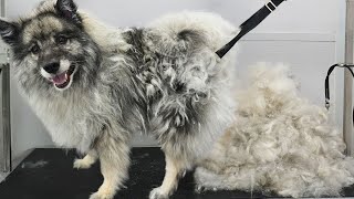 First groom in NINE years Four hour transformation on extremely matted Keeshond dog [upl. by Lasley]