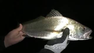 A great night of fishing on the Hawkesbury River catching Jewfish [upl. by Brnaba604]