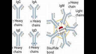 Humoral immune response 2021 DrMona Fattouh [upl. by Shina]