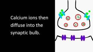 Synapse animation [upl. by Htebazil415]