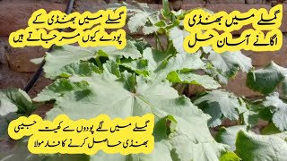 Best fertilizer for okra bhindi planthow to grow okra plant and care tips [upl. by Ellimak]