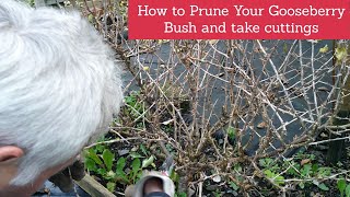 How to prune Gooseberries and take cuttings Pruning of Gooseberries How to take cuttings easily [upl. by Luelle609]