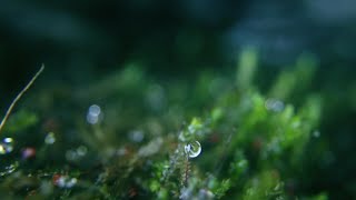 Water Drops Dew Drop on Leaves  1080p  Free Stock Footage  No Copyright [upl. by Naened823]