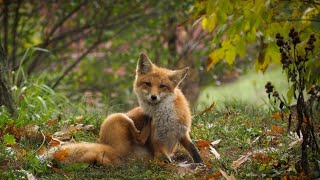 What is todays animal topic you guessed it red foxs [upl. by Rolecnahc]