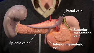 Pancreas anatomy [upl. by Amsa]