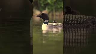 Common Loon Call [upl. by Hammel]