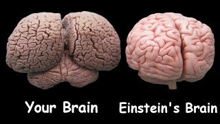 आखिर अल्बर्ट आइंस्टीन का दिमाग क्यों था खास How Einsteins Brain Differed From An Average Persons [upl. by Raleigh]