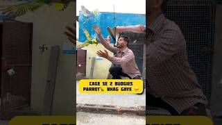 2 budgies parrot🦜 bhag gaye 🥺😰 pigeon budgies birdlovers kabootar petslover birdspecies [upl. by Oicnanev391]