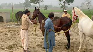 Horse Enjoying Video in Village Area Part 2 [upl. by Reteid]