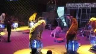 YouTube  Lion attack  Romania  Globus Circusflv [upl. by Agna]