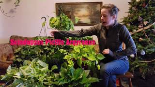 Pothos Philodendron Scindapsus 101   Bloopers [upl. by Alaehcim]