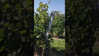 Furmint variety  Higher yield sugar and immunity of the vine 🥂🍇 to fungal diseases with ekofertile [upl. by Daugherty]