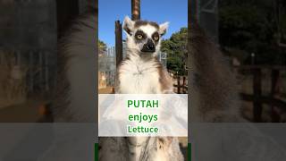 Putah the ringtailed lemur enjoyed leafy lettuce🥬💚Bon Appétit animalasmr zoo lemur monkey [upl. by Yendic]