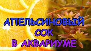 РОТАЛА КРУГЛОЛИСТНАЯ ОРАНЖ ДЖУС Rotala rotundifolia Orange Juice СЕКРЕТЫ СОДЕРЖАНИЯ В АКВАРИУМЕ [upl. by Pedro]