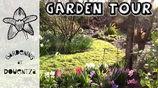 Last Garden Tour of March  new miniature cherry tree divided grasses amp doubleheaded hyacinth [upl. by Francisco476]