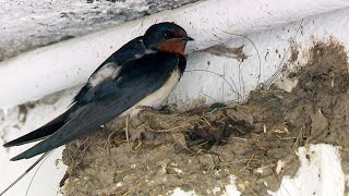 Schwalben – Jäger der Fluginsekten  SWR  Landesschau RheinlandPfalz [upl. by Mackler]