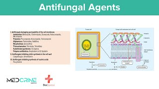 Antifungal drugs Pharmacology Classifications Examples Mechanism of action and Side effects [upl. by Reivazx395]