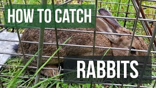 How to Catch a Rabbit with a Live Animal Trap [upl. by Nelia]