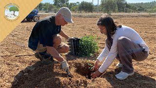 Planting new carob trees [upl. by Rawdan]