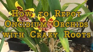 Oncidium Orchids Care How to Repot an Oncidium Orchid with Crazy Roots [upl. by Aymahs]