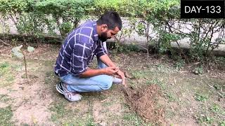 Tree plantation 365days challenge DAY133 tree plants delhi india green trending youtube 🌳🌍 [upl. by Odin]