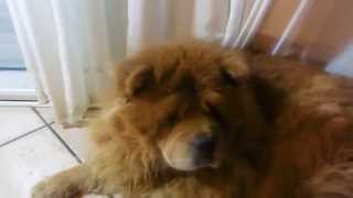 Chien Chow Chow qui ronfle [upl. by Gnourt]