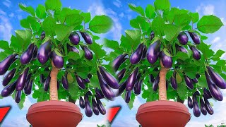 Grow Eggplant With Banana eggplant with new techniques​ [upl. by Sinnel548]