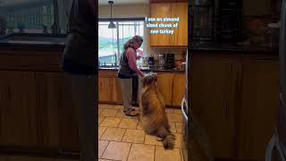 Wicket the Briard  Medicine Hack briard fluffydog healthytreat tricks polishlowlandsheepdog [upl. by Nnodnarb23]