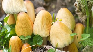 Foraging and Cooking Mica Caps Coprinellus micaceus [upl. by Paton526]