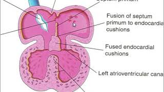Embryogenesis of heart 2 [upl. by Sumner90]