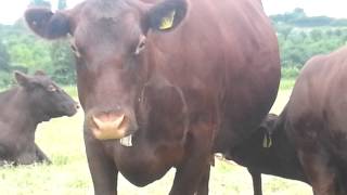 Church Farm Ardeley Red Poll breeding herd  Elevenses [upl. by Anneirda]