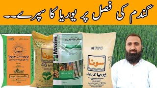 How to use Urea fertilizer as foliar spray on Wheat crop Bilal Kanju Official [upl. by Zetnom474]