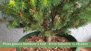 Picea glauca Rainbows End  Erste Schnitte am 13082023 [upl. by Anael65]