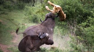 BEST documentary LION vs BUFFALO in HD 2015 [upl. by Balsam]