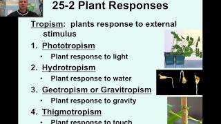 Plant Responses amp Tropisms Video 21 [upl. by Basilius]