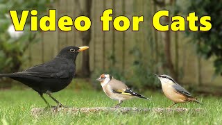 Birds for Cats to Watch Videos  Birds On The Ground  Cat TV Video by Paul Dinning ⭐ 8 HOURS ⭐ [upl. by Annoval]