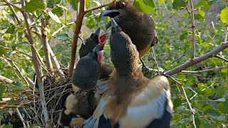 Rufous treepie bird has red eyes AnimalsandBirds107 [upl. by Gensler981]