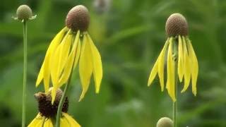 Illinois Prairie Restored Tallgrass Prairie at Midewin [upl. by Noirod]