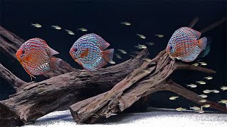 SIMPLY STUNNING DISCUS AQUARIUM  4K CINEMATIC  RELAXING [upl. by Anesuza]