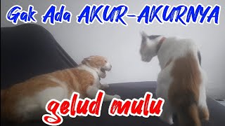 DISURUH MAIN MALAH GELUD  CODOT VS RIKA [upl. by Meehar402]