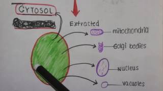 Cytoplasm vs Cytosol [upl. by Moureaux725]