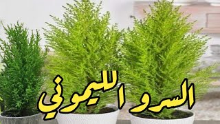 كل ماتريد معرفته عن نبات السرو الليموني Cupressus macrocarpa [upl. by Naugan]