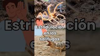 Estridulación en solífugos solifugae camelspider inofensivos sonidos fyp shorts defensivos [upl. by Ynohtnaluap]