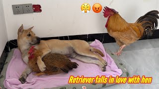 The rooster suspects that the dog and hen are having an affairThe rooster is very angryso funny [upl. by Floria378]