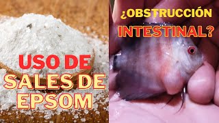 ¿Obstrucción Intestinal El uso CORRECTO de las SALES de EPSOM peces acuario [upl. by Noffets]