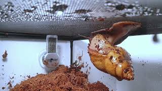 Giant African Land Snail Timelapse  Act 20 [upl. by Silver301]