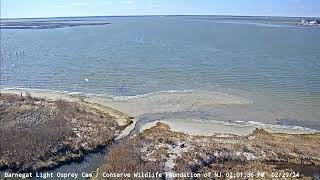 Barnegat Light Osprey Cam  River Otter visits on Leap Day  February 29 2024 [upl. by Mathew]