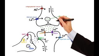 Pharmacology  ANTIEPILEPTIC DRUGS MADE EASY [upl. by Bainter798]